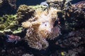 Sea anemones  a group of marine, predatory animals of the order Actiniaria Royalty Free Stock Photo