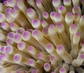 Sea anemones underwater in close up