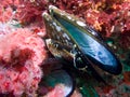 Sea Anemones and mussel shell