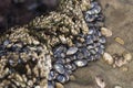 cluster of mussels, barnacles, and other shellfish living on the rocks in Southern California