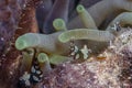 Sea anemones with shrimp