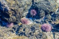 Sea urchins in tidal pool. Surrounded by sand and volcanic rock. Near Kona, Hawaii. Royalty Free Stock Photo
