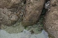 Sea Anemones in a tidepool