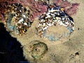 Sea anemones camouflaged with multi-colored stones - Santa Barbara, California Royalty Free Stock Photo