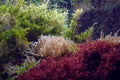 Sea anemones and sea weeds Royalty Free Stock Photo