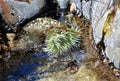 Sea Anemonie Royalty Free Stock Photo