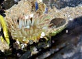 Sea Anemonie Royalty Free Stock Photo