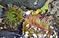 Sea Anemonie Royalty Free Stock Photo