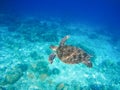 Sea animal and plants. Oceanic environment underwater photo. Royalty Free Stock Photo