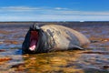 Sea Animal In Water. Elephant Seal With Open Muzzle. Big Ocean Animal With Open Mouth. Water Surface With Elephant Seal. Wildlife