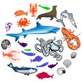 Sea animals Royalty Free Stock Photo