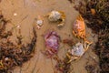 Different crabs among the algae and seaweed in sand on sea beach after storm. Royalty Free Stock Photo