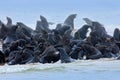 Sea animals. Colony of Cape Brown fur seal, Arctocephalus pusillus, a lot of animals on the beach. Art view nature on the, Walvis