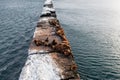 Sea animals shiuchi lie resting on a stone after hunting on a winter day. Wild eared seals rest on the rocks near the Royalty Free Stock Photo