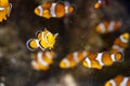 Sea aquarium with salt water and differenet colorful coral reef fish, Amphiprioninae Clownfish