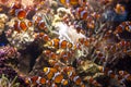 Sea aquarium with salt water and differenet colorful coral reef fish, Amphiprioninae Clownfish