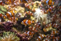 Sea aquarium with salt water and differenet colorful coral reef fish, Amphiprioninae Clownfish