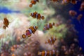 Sea aquarium with salt water and differenet colorful coral reef fish, Amphiprioninae Clownfish