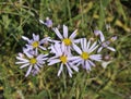 Sea Aster Royalty Free Stock Photo