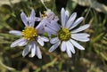 Sea Aster Royalty Free Stock Photo