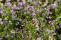 Sea aster or Tripolium pannonicum, beautiful lilac little wild flower movement in vibrant light, countryside meadow.