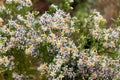 Sea aster Tripolium pannonicum