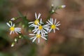 Sea aster Tripolium pannonicum Royalty Free Stock Photo