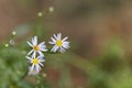 Sea aster Tripolium pannonicum Royalty Free Stock Photo