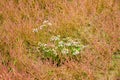 Sea aster, Tripolium pannonicum, flowers on salt marsh Kniepsand, Amrum, North Frisia, Germany