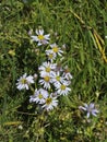 Sea Aster Royalty Free Stock Photo