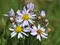 Sea Aster Royalty Free Stock Photo