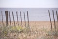 Sea background with sand and plants close-up. Wooden fence by the beach, coastal vegetation with grass and yellow flowers. Moody, Royalty Free Stock Photo