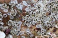 Sea barnacles and shells encrusted on the rock Royalty Free Stock Photo