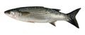 Sea bass Royalty Free Stock Photo