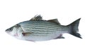 Sea bass Royalty Free Stock Photo