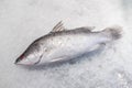 Sea bass fish on crushed ice Royalty Free Stock Photo