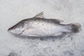 Sea bass fish on crushed ice Royalty Free Stock Photo