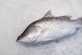 Sea bass fish on crushed ice Royalty Free Stock Photo