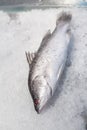 Sea bass fish on crushed ice Royalty Free Stock Photo
