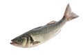 Sea bass fish isolated without shadow on white background