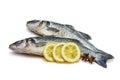 Sea bass fish Royalty Free Stock Photo