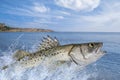 Sea bass fishing. Seabass fish jumping with splashing in water on ocean landscape background Royalty Free Stock Photo