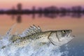 Sea bass fishing. Seabass fish jumping with splashing in water on ocean landscape background Royalty Free Stock Photo