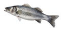 Sea bass, fresh seabass fish isolated on white background Royalty Free Stock Photo