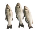 Sea bass isolated Royalty Free Stock Photo