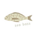 Sea bass isolated on white background. fish illustration in cartoon style.