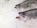 Sea bass placed under ice in the supermarket. Striped bass waiting for customers to buy to cook.