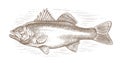 Sea bass, whole fish sketch isolated. Fishing, seafood concept. Hand drawn illustration in vintage engraving style