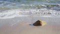 Sea beach - close-up, waves, stones and shells, sand and seaweed.