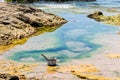 The sea beach and the rocks are polluted with oil